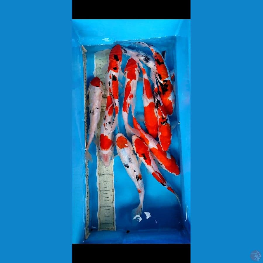 PALAPA _MIX Koi 11 pcs__28 30 cm