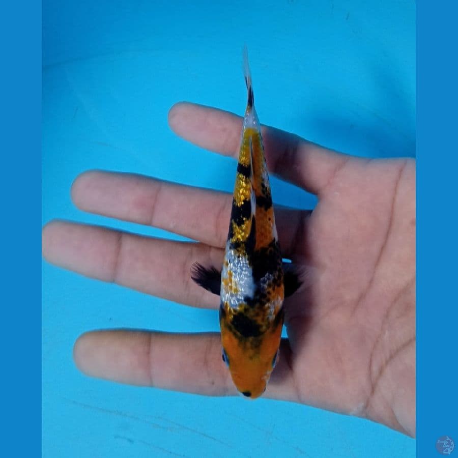 SQ 10.Cm Hi.Showa Ginrin