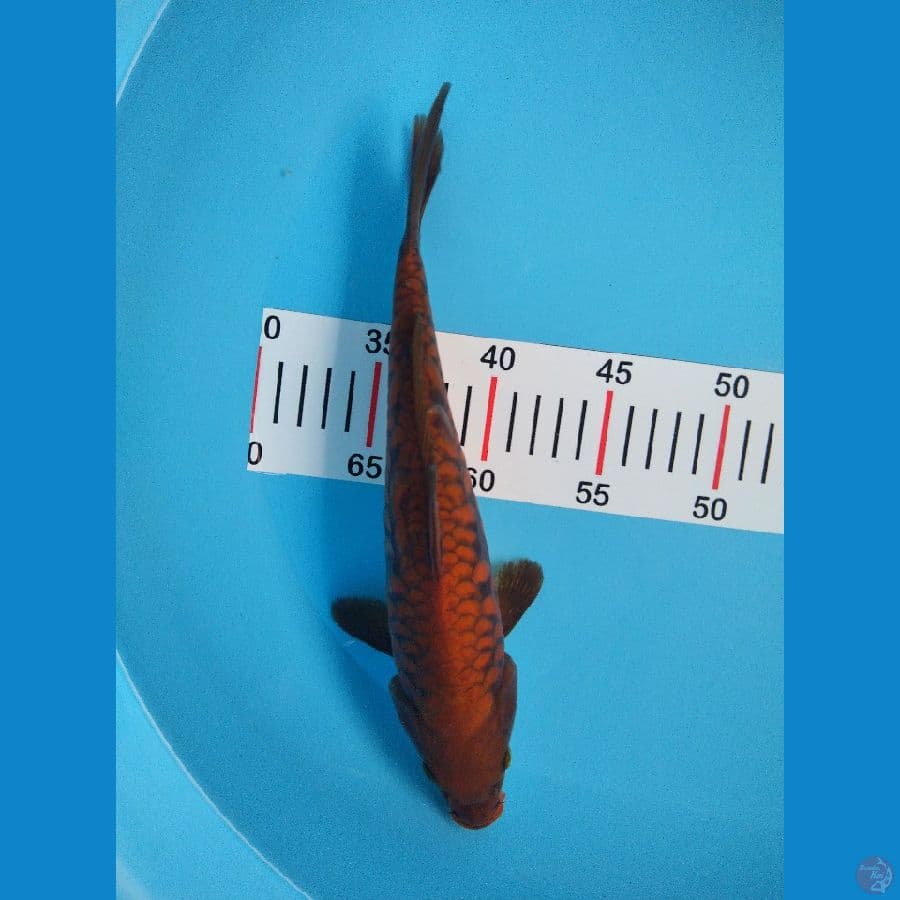 CAGHOI TEMBAGA ARAGOKE 30 CM