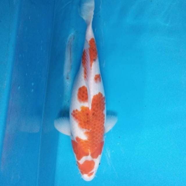 Ai Goromo 37 cm