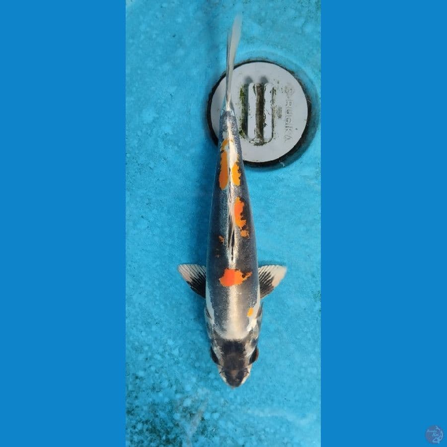 kiko