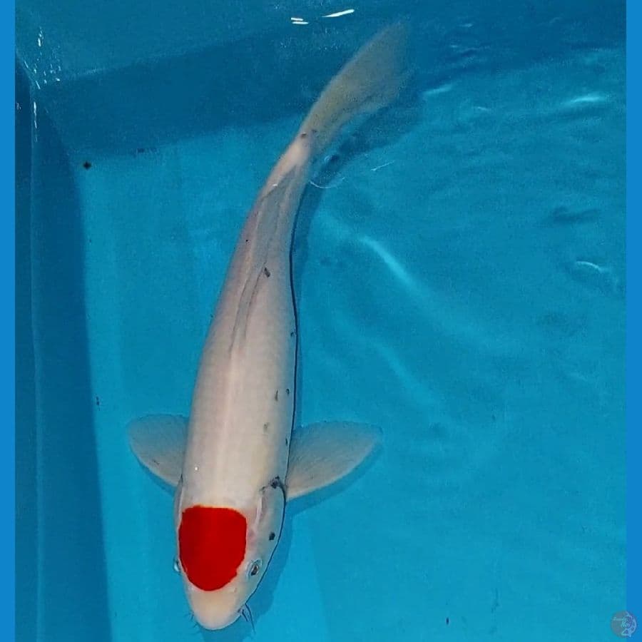 Tancho Kawabake 33 cm Male