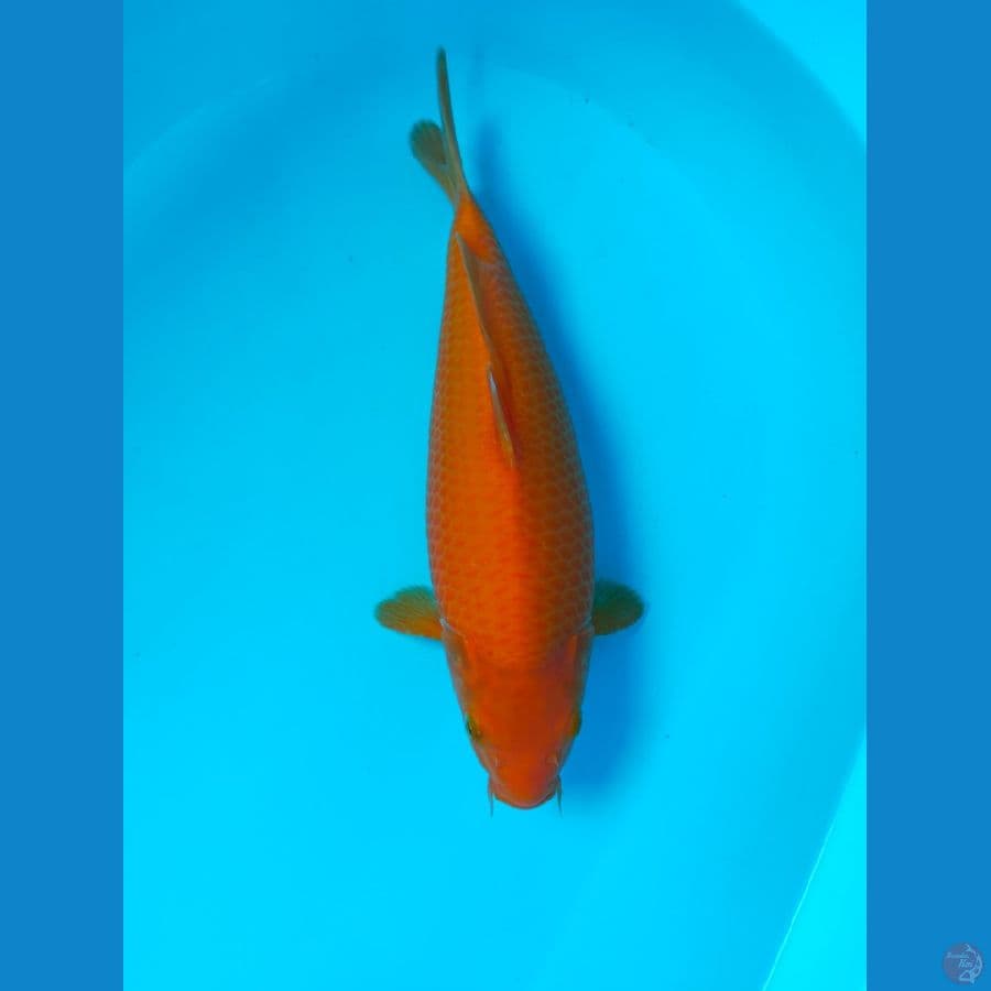 RED KARASI 32CM MATA MERAH BREED KHUSNUL