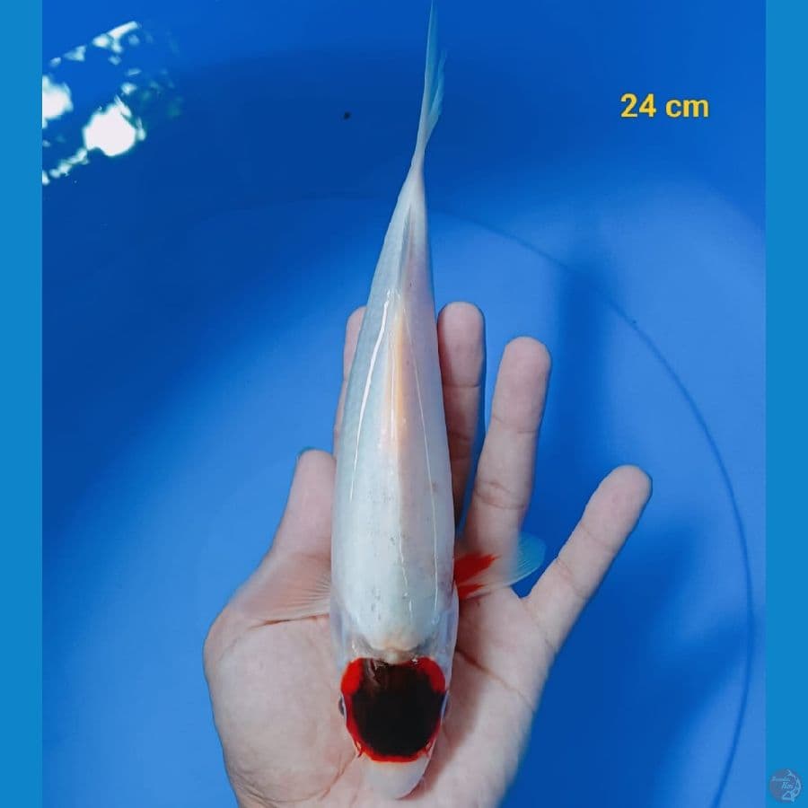 Tancho Goromo 24 cm