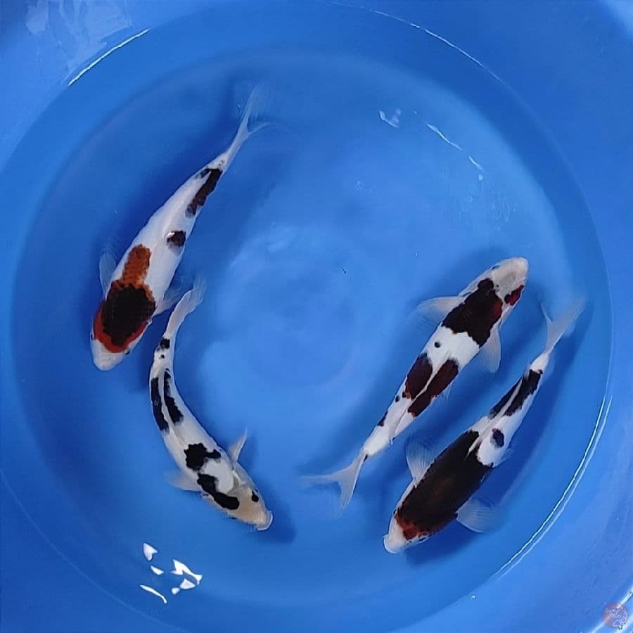 30-35cm 4buntut