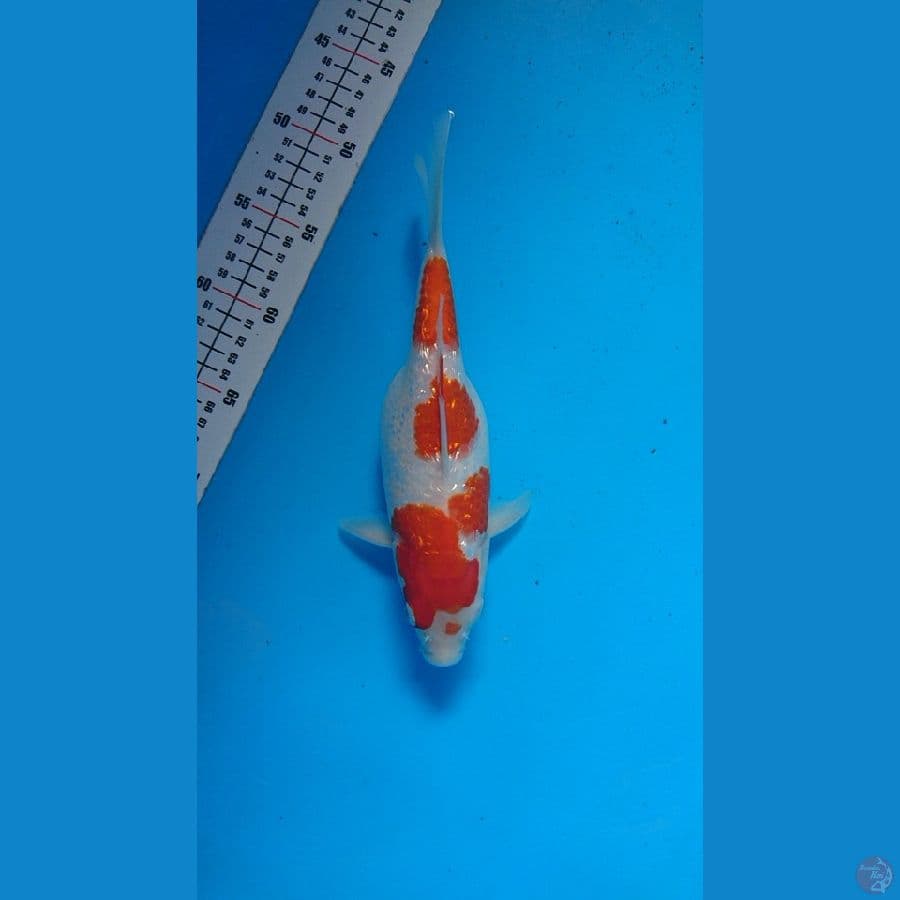 shot body 25cm