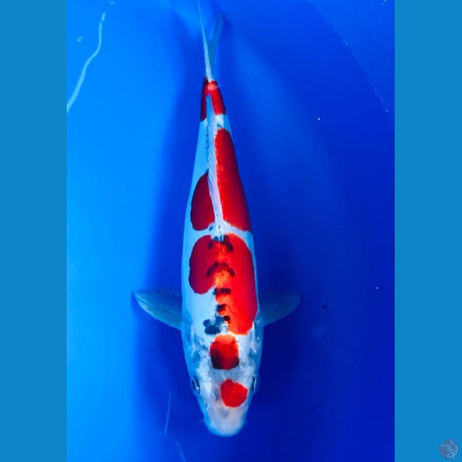 goshiki doitsu 27cm