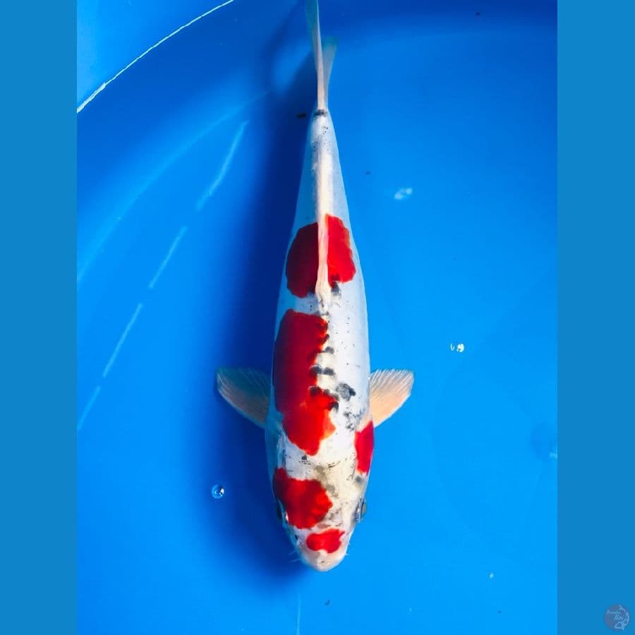 beni kiko 27cm