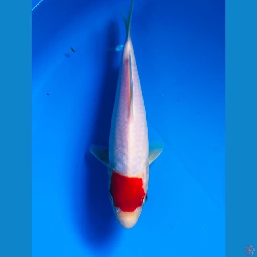 tancho kohaku 20cm