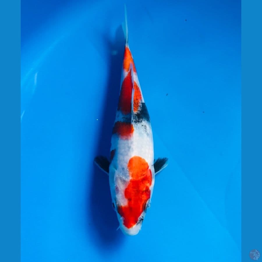 showa 17cm