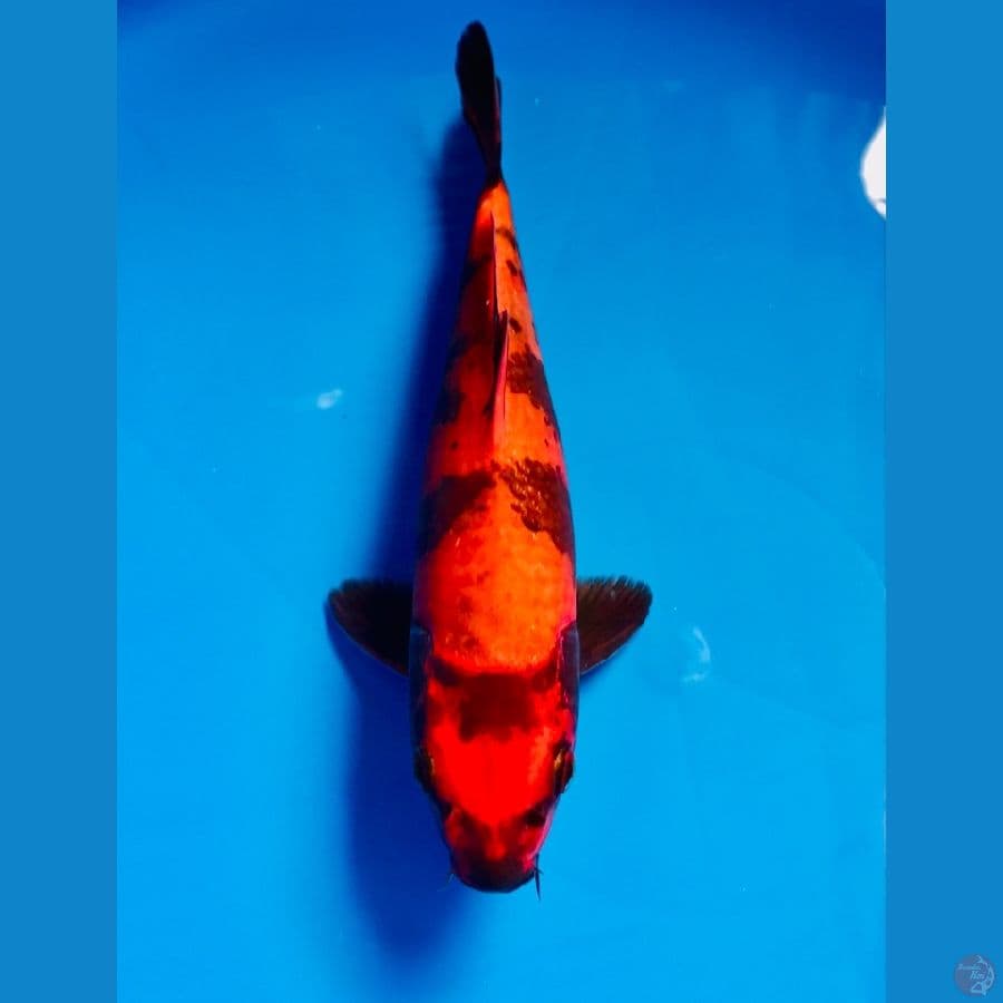 hi utsuri 22cm