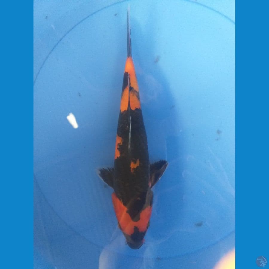 Utsuri 29cm/(Jenis Kelamin: Unknown)