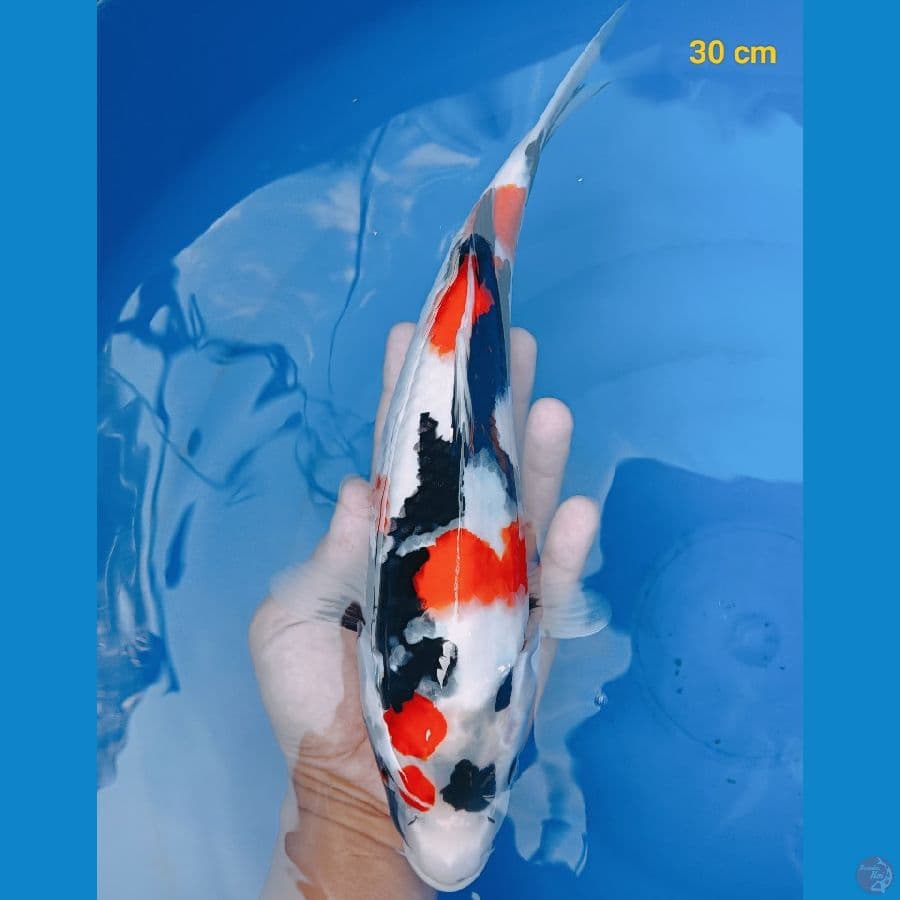 SQ showa 30 cm