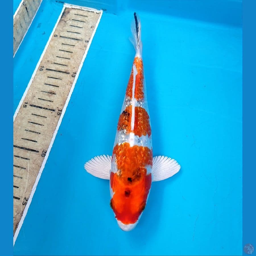 sanke hikari 22cm