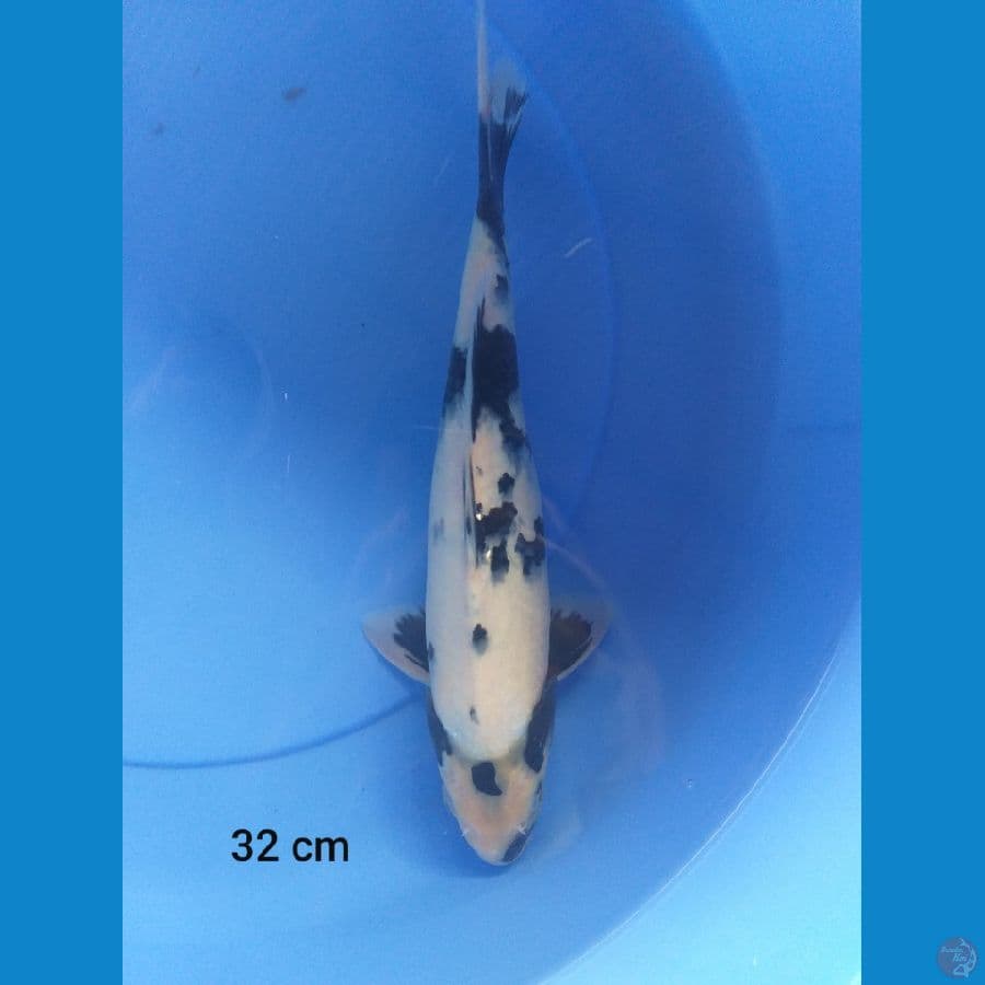 Shiro 32cm/(Jenis Kelamin: Unknown)
