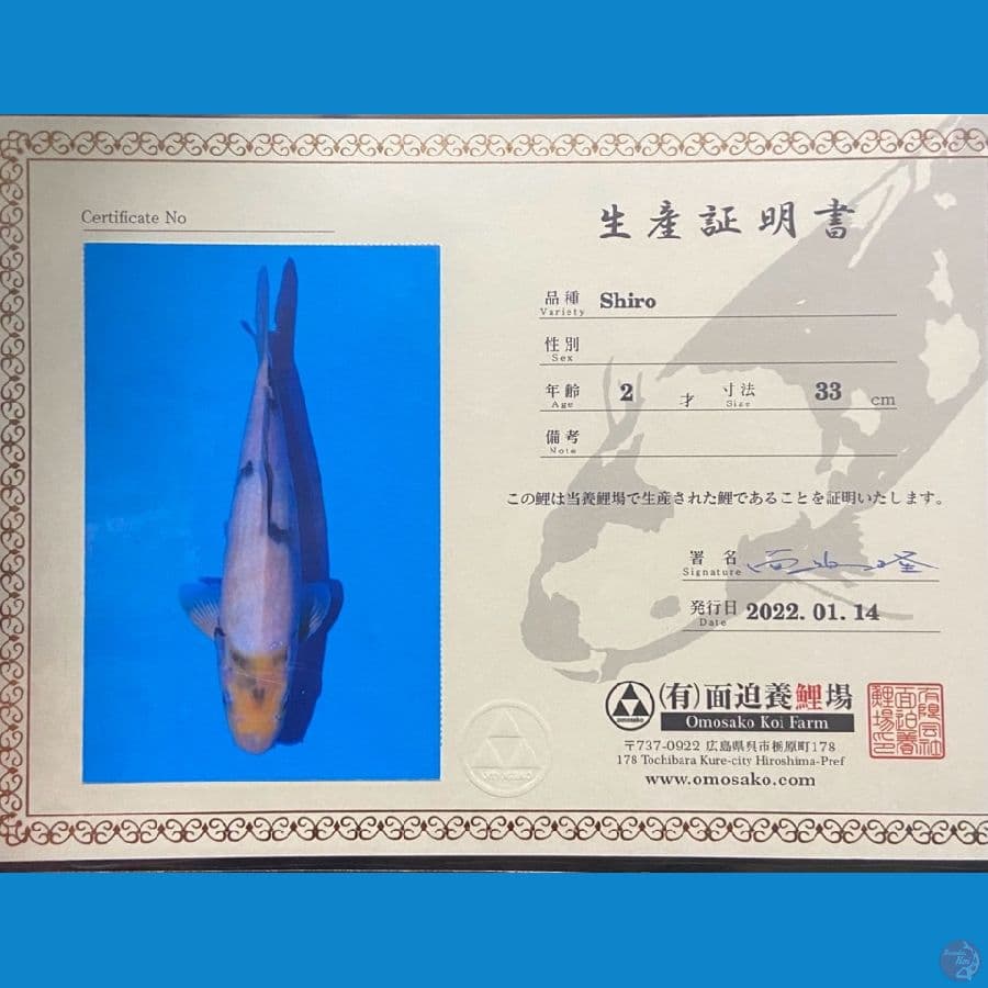 SHIRO OMOSAKO TATEGOI 43 cm ( Male )