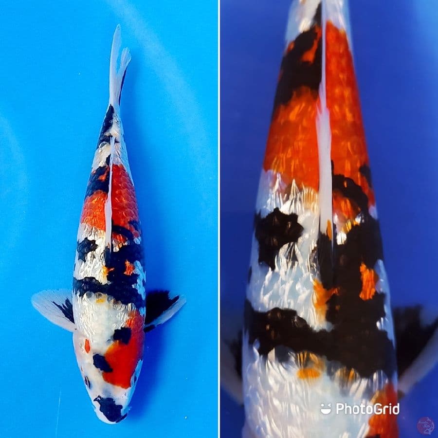Showa Ginrin 25cm