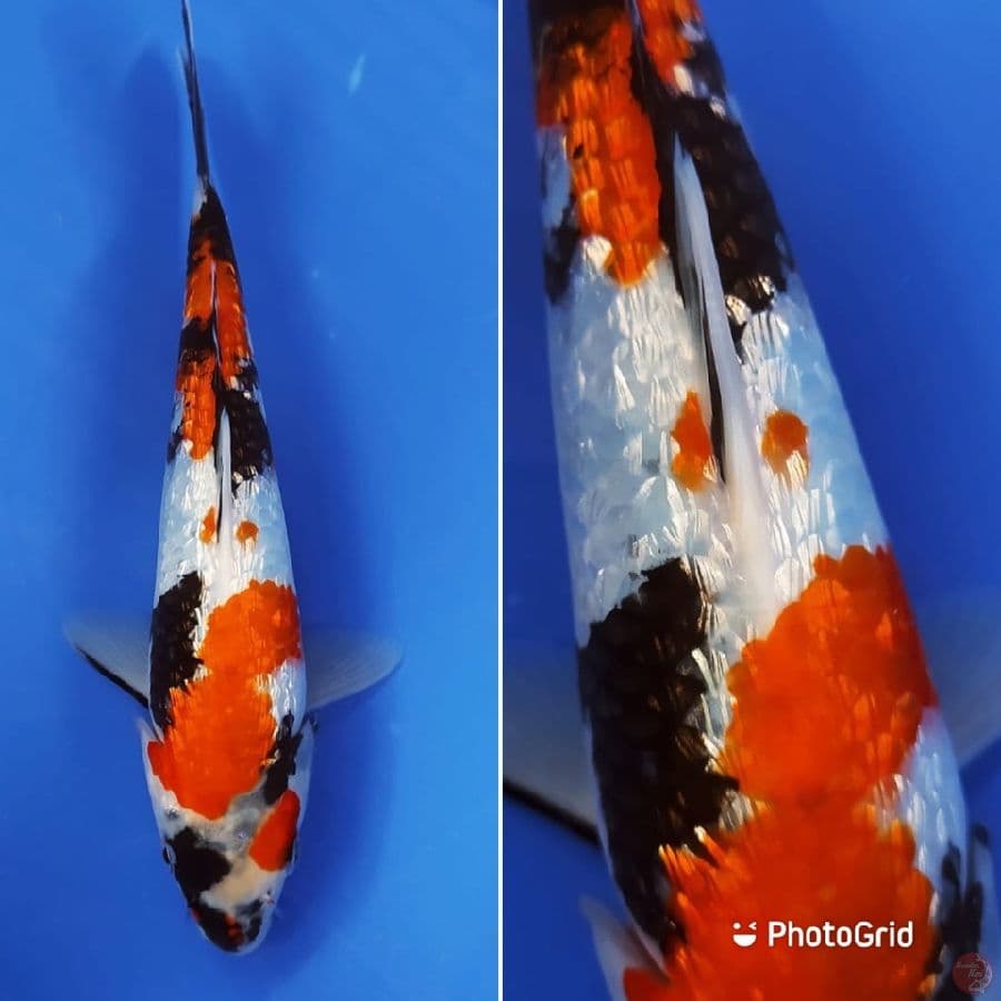 Showa Ginrin 25cm