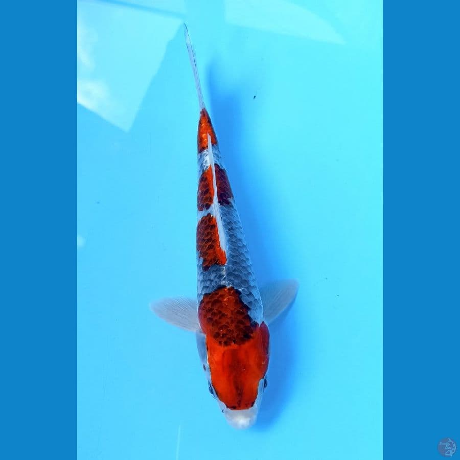 goshiki 23cm