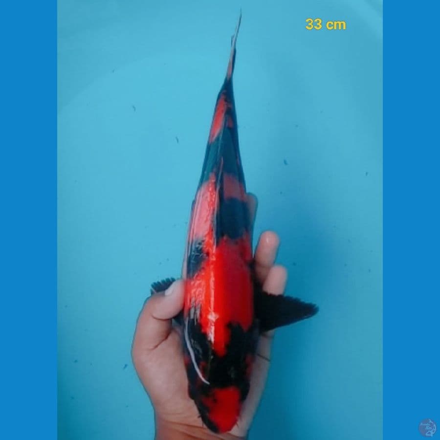 strong male 33 cm