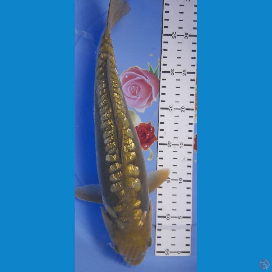 Midori Aragoke 35cm/Male