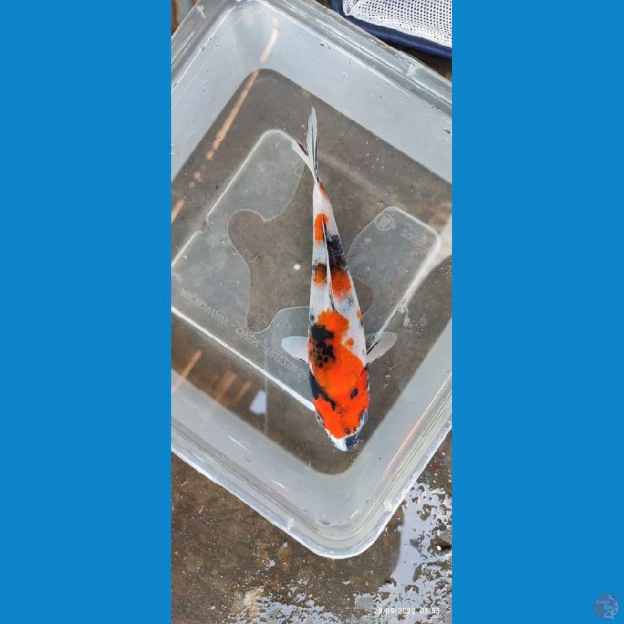 Showa ~ 15 cm