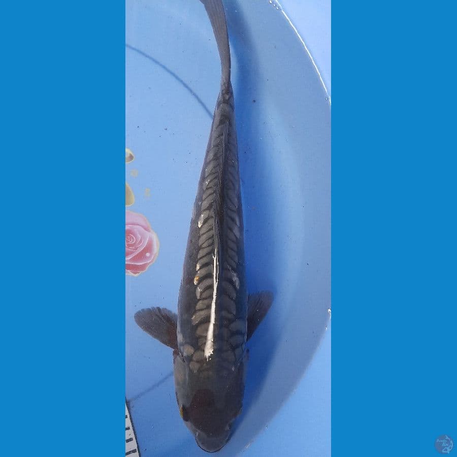 Black Diamond Aragoke Non-Ginrin 35cm/(Jenis Kelamin: Unknown)