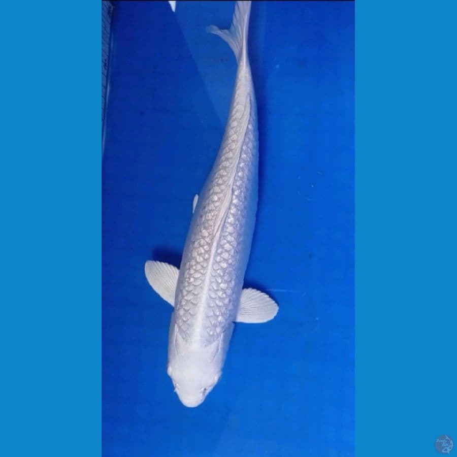 35 cm fimale