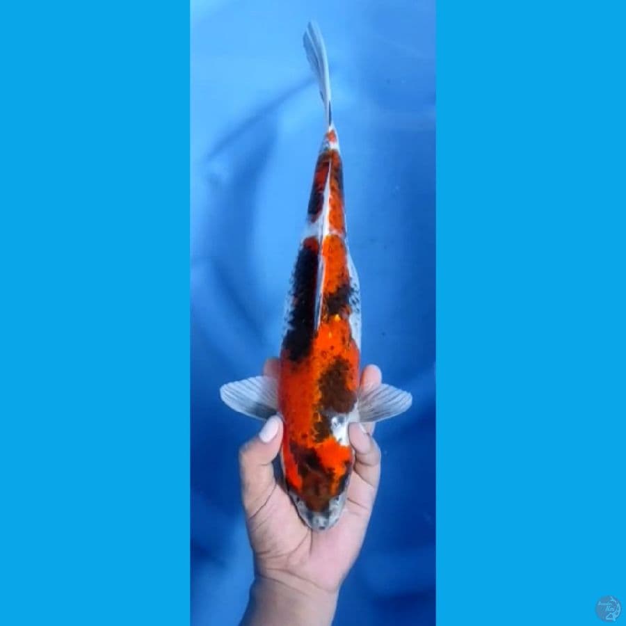 SHOWA #26cm