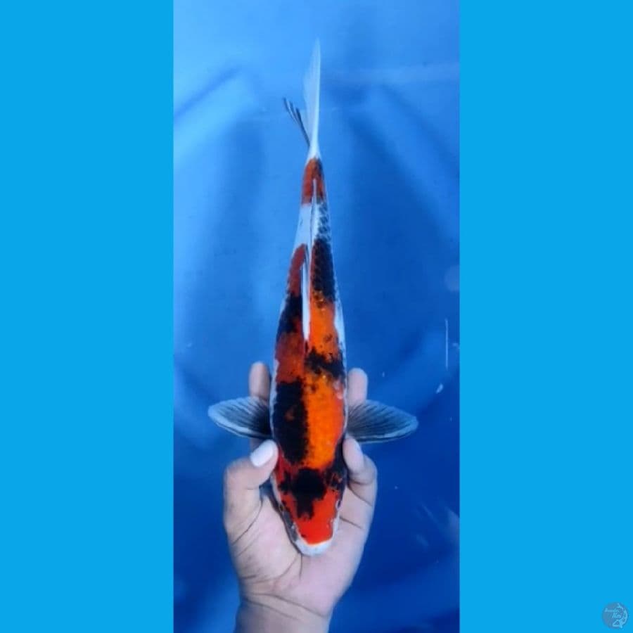 KAGE SHOWA #34cm