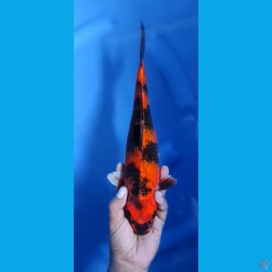 KIN SHOWA #32cm