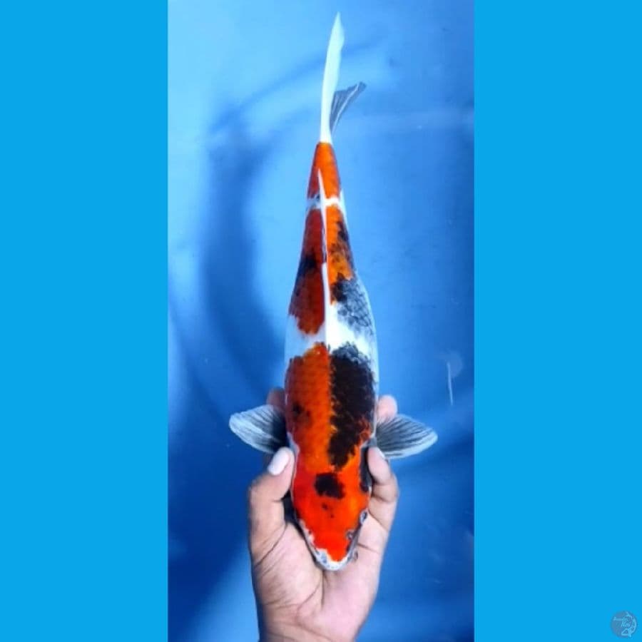 SHOWA #35cm