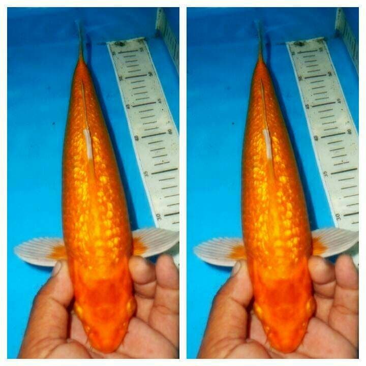 Kuning gading ginrin