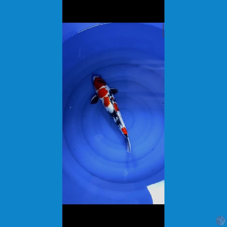 showa doid 38cm male
