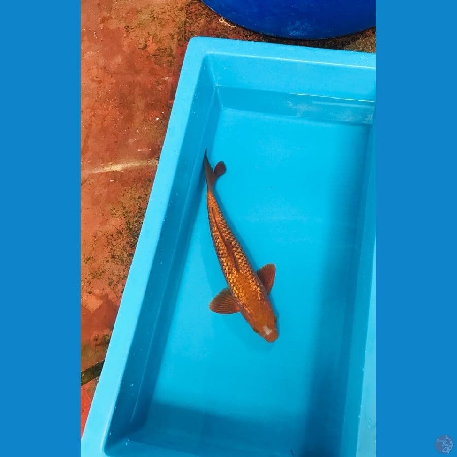 chagoi ginrin 37cm Male