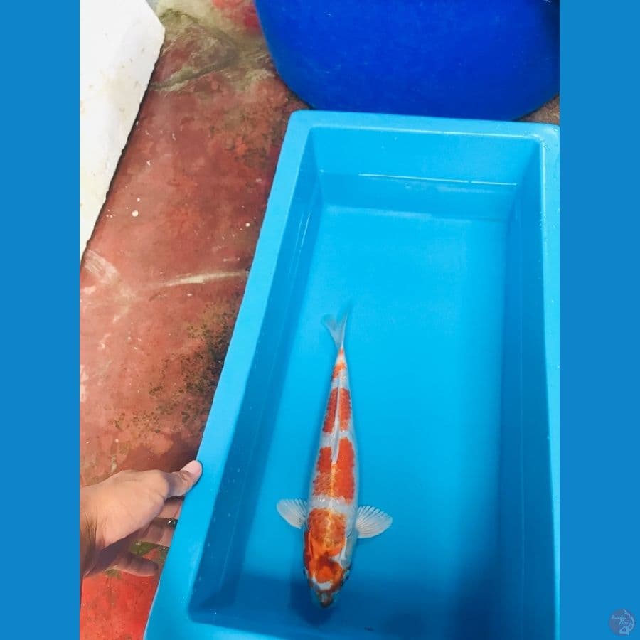hikari moyomono 40cm male