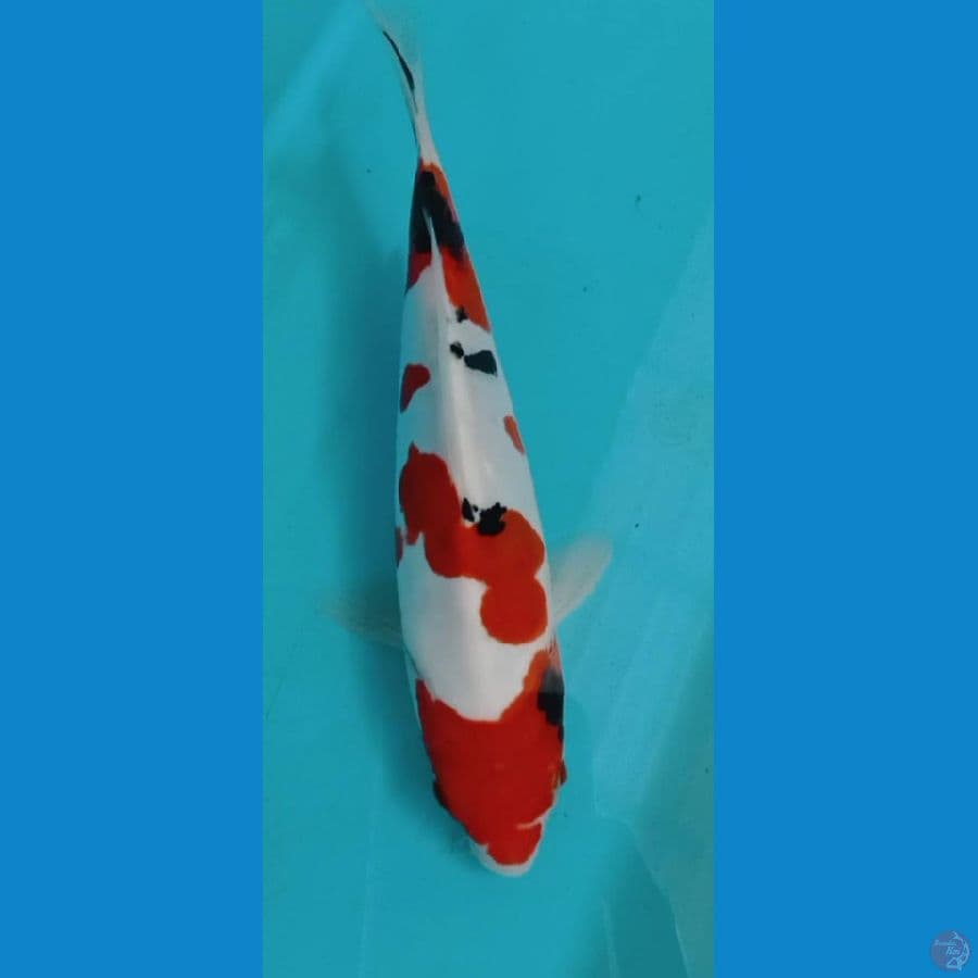 sanke doitsu