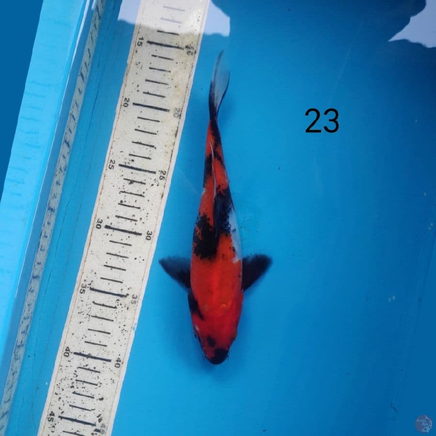 showa, 23cm