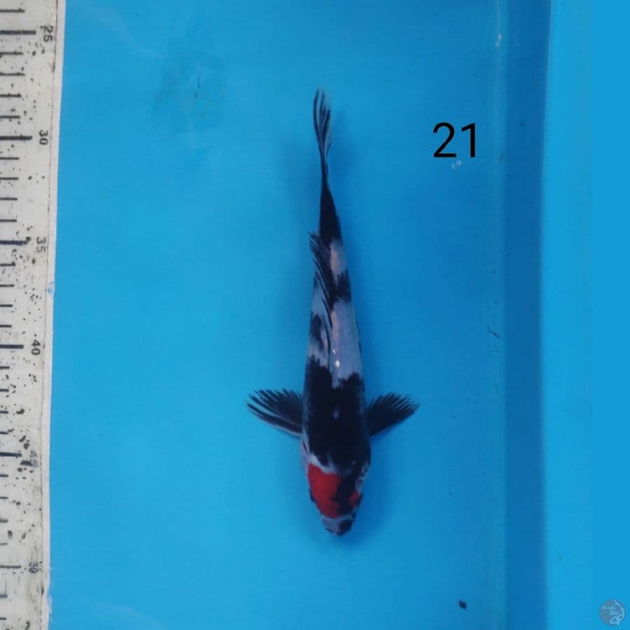 tc showa, 21cm