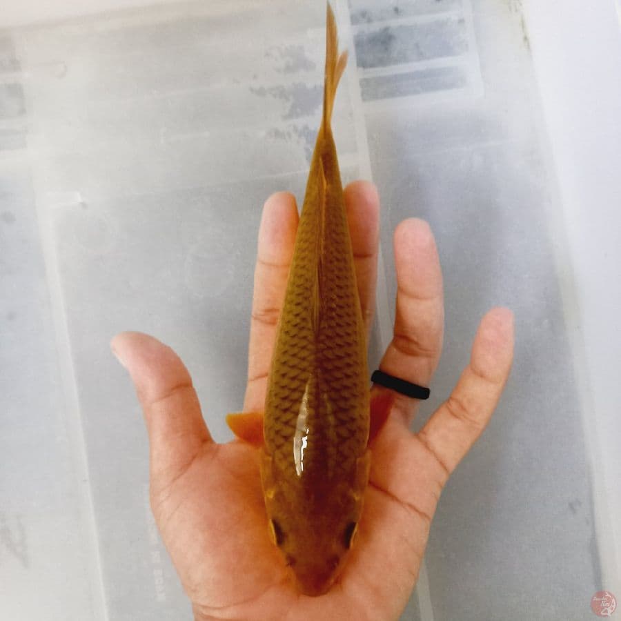 *CHAGOI TEMBAGA//22 CM*