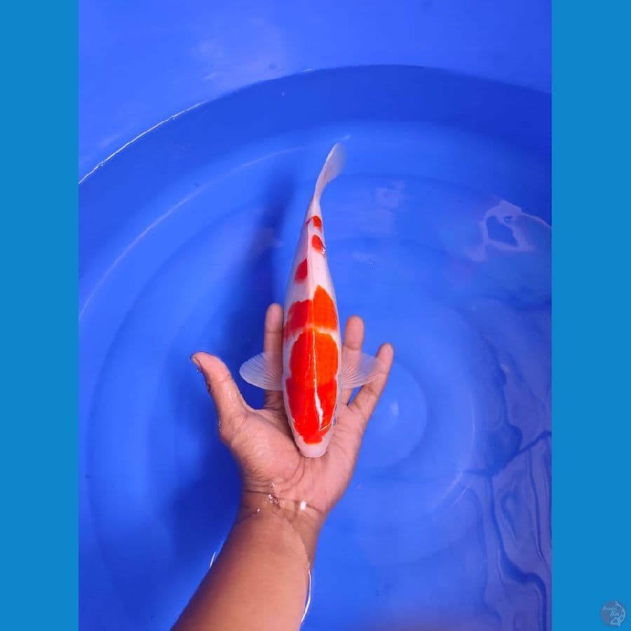 kohaku 30cm