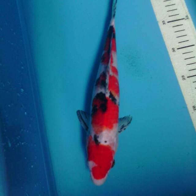 Sanke, male 31cm