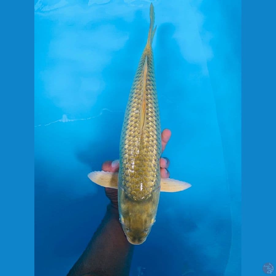 jumbo midori full ginrin 43cm