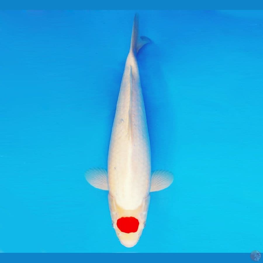 KENZEI 1 - TANCHO JUMBO 41 cm/fm ®