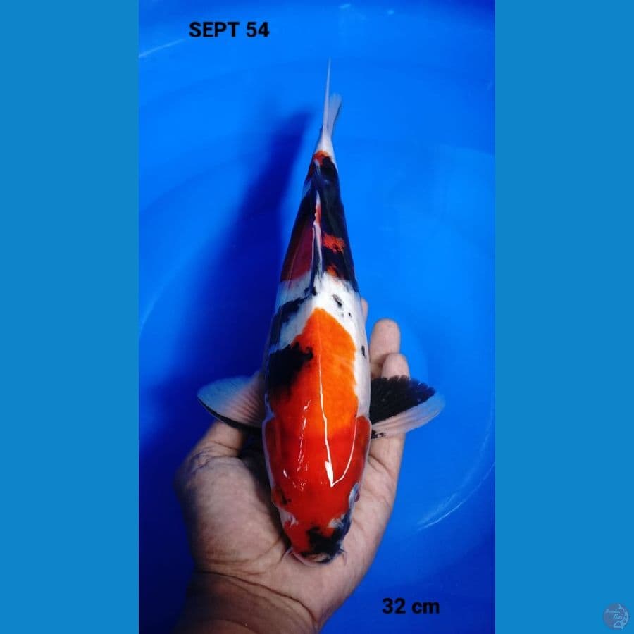 showa 32cm