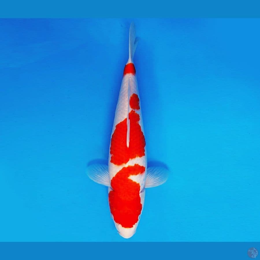 KENZEI 2 ~ KOHAKU 37 cm/fm ®