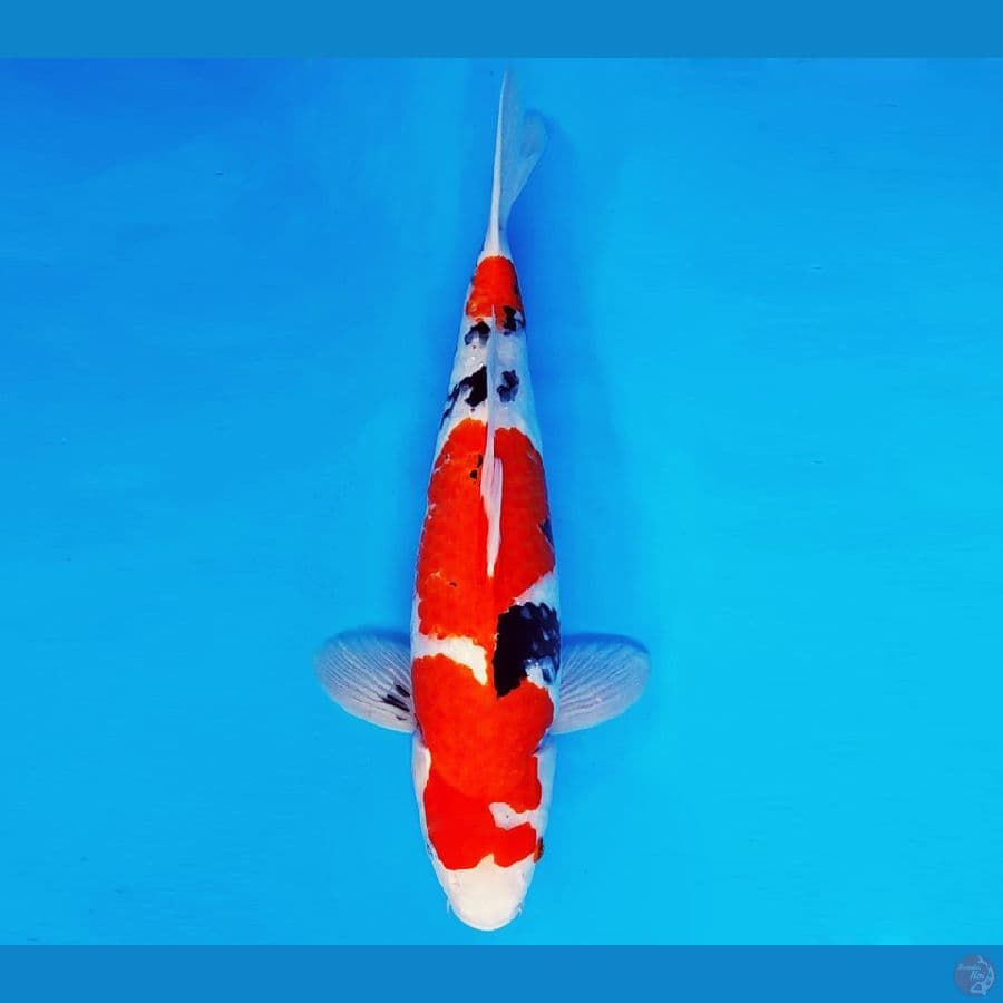 KENZEI 3 ~ SANKE 38 cm/male ®