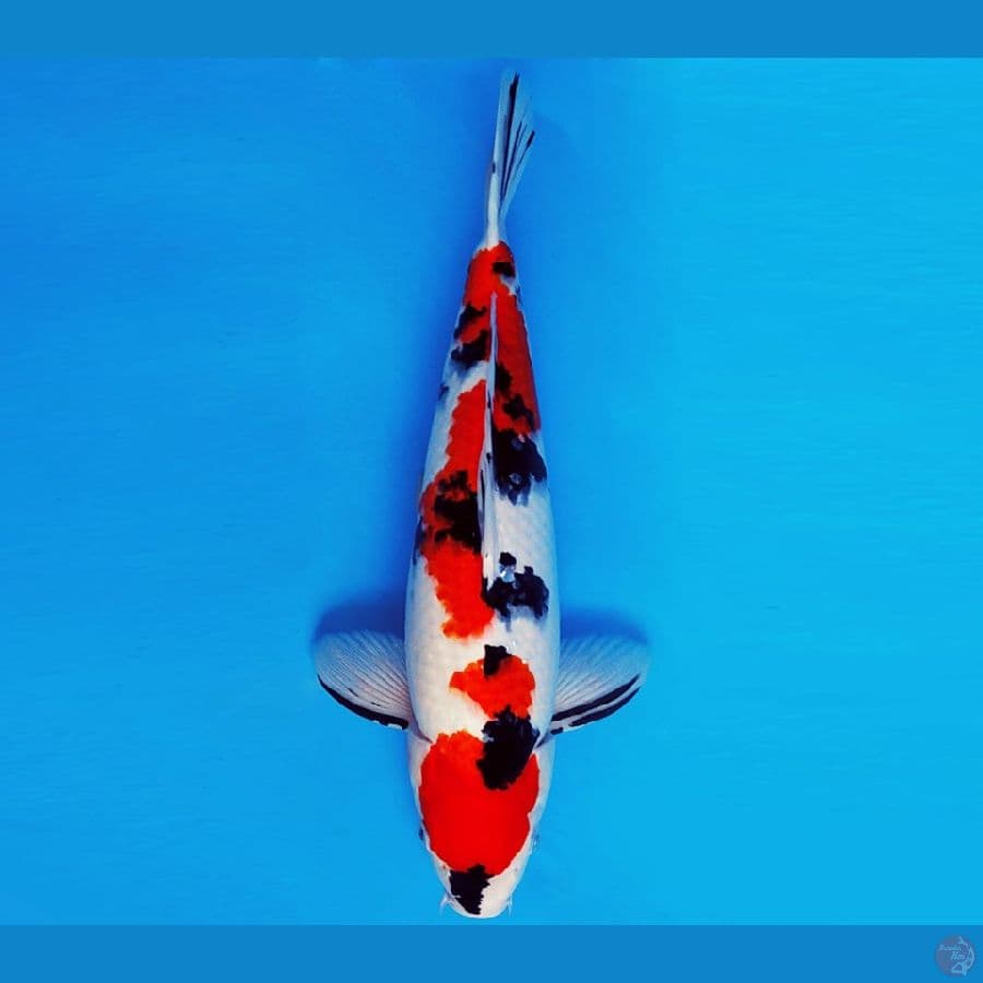 KENZEI 7 - SANKE SHOWA 36 cm/male ®