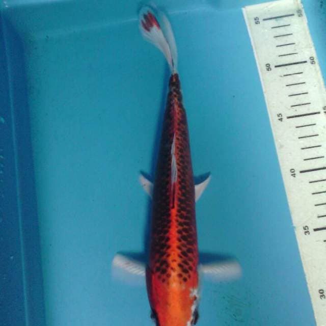 Kujaku, male 28 cm