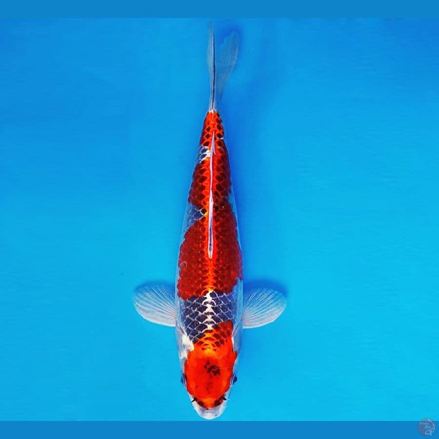 KENZEI 9 - KUJAKU 31 cm/fm ®